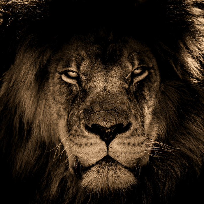 Conoce todo sobre el lanzamiento de la nueva película de Narnia.- Blog Hola Telcel