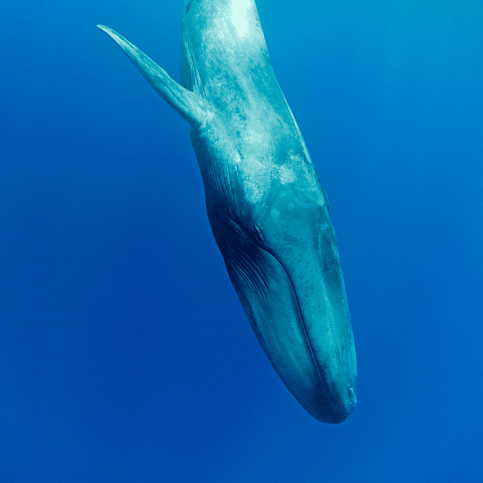 Conoce todo sobre el proyecto ballena azul y por qué este animal es tan importante.- Blog Hola Telcel