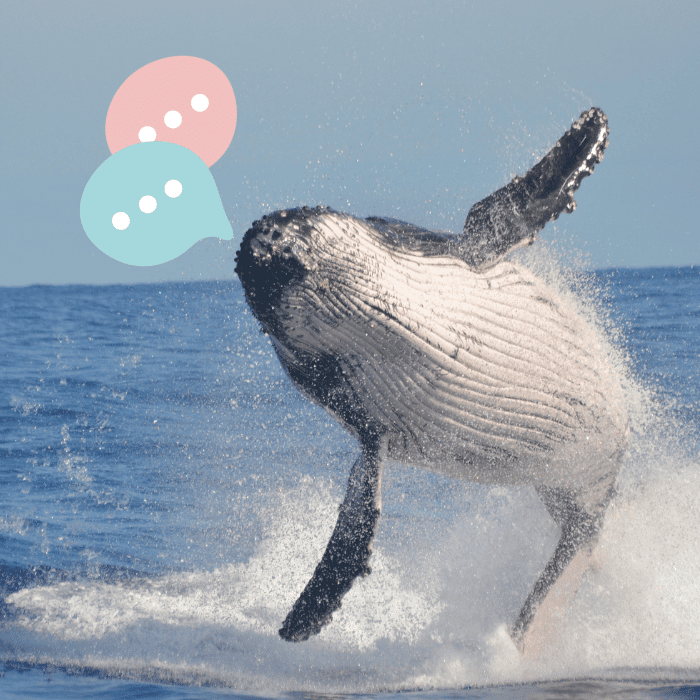 Conoce la IA con la que se puede entender a las ballenas.-Blog Hola Telcel