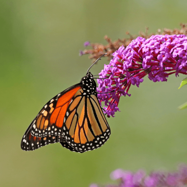 Mariposa monarca