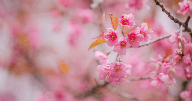 Conoce todo sobre el Festival de Flores y Jardines de Polanco.- Blog Hola Telcel