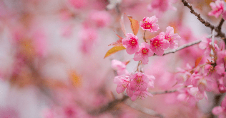 Conoce todo sobre el Festival de Flores y Jardines de Polanco.- Blog Hola Telcel