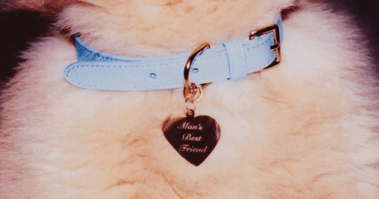 Ya está aquí ‘Man’s Best Friend’ de Sabrina Carpenter.- Blog Hola Telcel