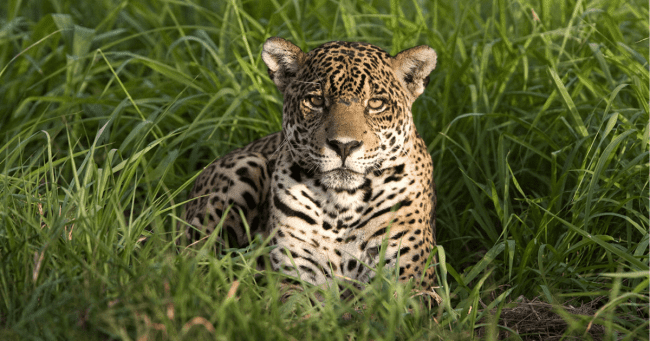 Telcel celebra y cuida la vida en el Día Mundial de los Animales.- Blog Hola Telcel